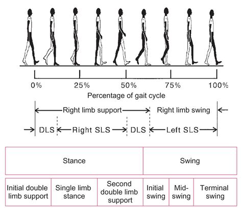 27 Gait Cycle Diagram Wiring Diagram Niche - Bank2home.com