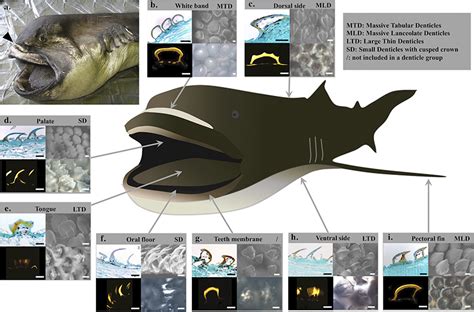 Megamouth Shark Teeth