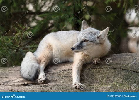 Corsac Fox, Vulpes Corsac, In The Nature Stone Mountain Habitat, Found In Steppes, Semi-deserts ...