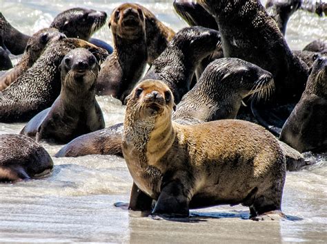 Why Are Baby Sea Lions So Skinny? | NOAA Fisheries