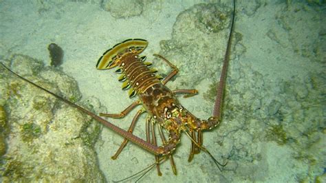 The Life of a Caribbean Spiny Lobster | Island Expeditions