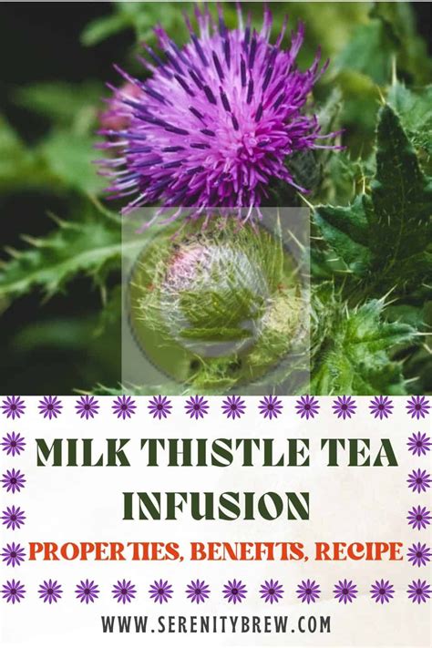 Milk Thistle tea infusion: properties, benefits, recipe - Serenity Brew