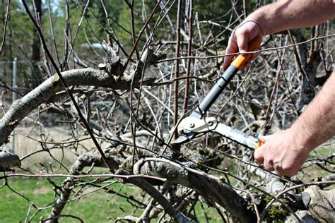 How to Prune Apple Trees - Beyond The Chicken Coop