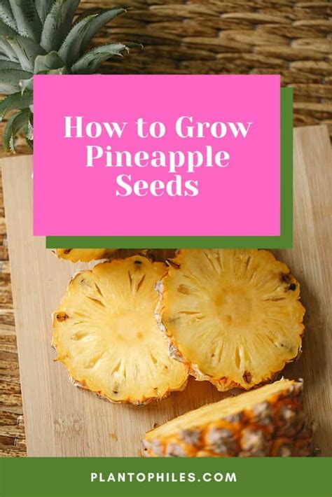 How to Grow Pineapple Seeds — A Pineapple From Seed