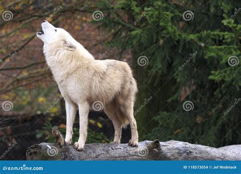 White Wolf Howling in Forest Stock Photo - Image of wild, mammal: 118573054