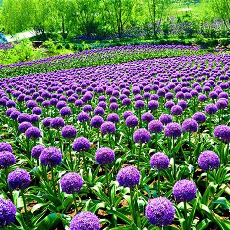 50 Purple Giant Allium Seeds | Etsy