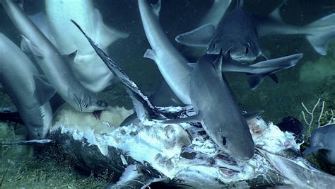 Behold a Giant Grouper Eating a Shark Eating a Swordfish - Nerdist