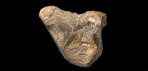 Fossils provide new evidence of oldest animal life | Natural History Museum