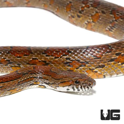 South Florida Cornsnakes For Sale - Underground Reptiles