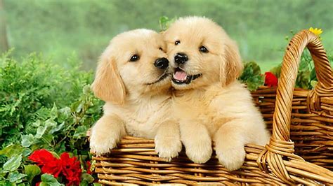 Cute Puppy, Very Cute Puppy HD wallpaper | Pxfuel