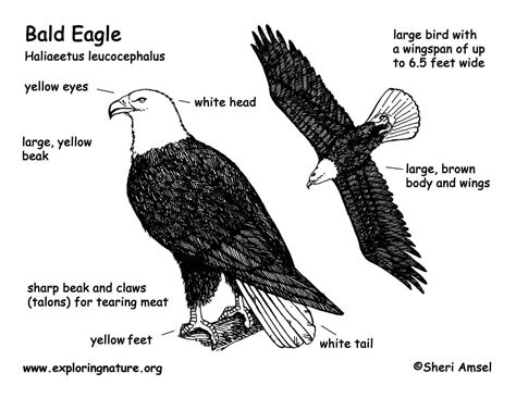 Eagle (Bald)