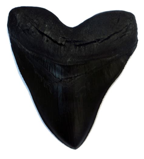 Megalodon Giant Shark Tooth (Black) | ubicaciondepersonas.cdmx.gob.mx