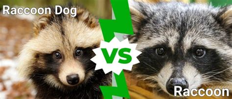 Raccoon Dog Vs Raccoon: What Are the Differences? - A-Z Animals