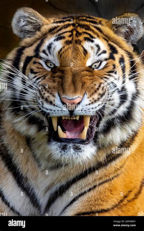 Angry tiger hi-res stock photography and images - Alamy