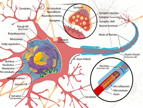 Nerve Cell Diagram - ClipArt Best