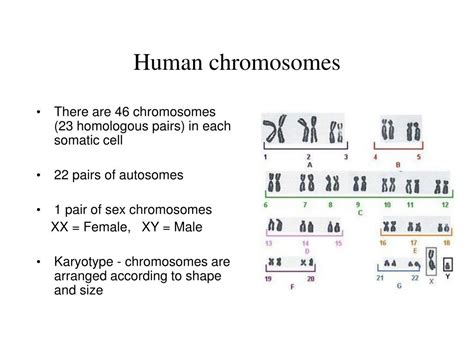 PPT - Human chromosomes PowerPoint Presentation, free download - ID:4521425