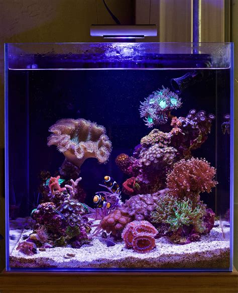 Nano Aquarium Reef - sauerstoffmangel aquarium