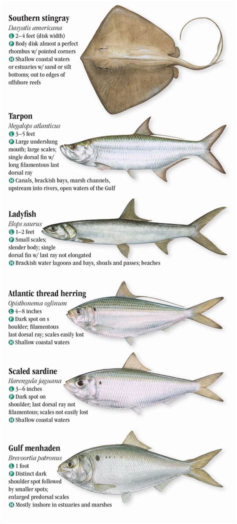 Gulf Of Mexico Fish Identification Chart - Unique Fish Photo