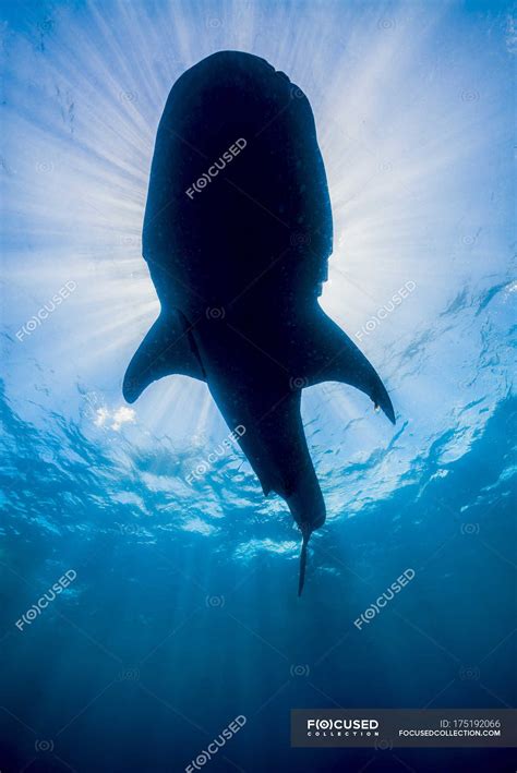 Whale shark silhouette — Isla Mujeres, Chordata - Stock Photo | #175192066