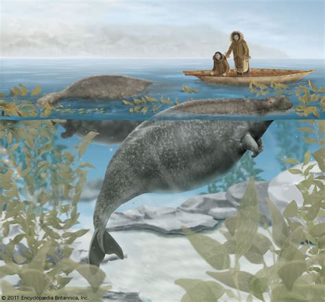 Sea Cow Steller Stellers Cows Extinct Stellar Species Deviantart Mammals Marine Facts Decades ...