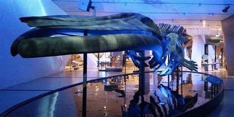 13 photos of the ROM's new Blue Whale exhibit that will make you want ...