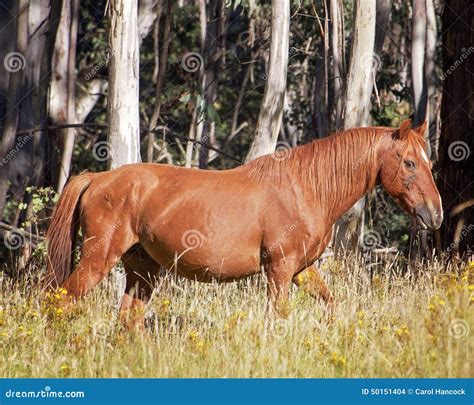 An Australian Brumby Wild Horse Stallion Stock Photo - Image: 50151404