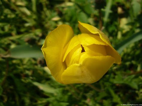 Tulip Bud – FREEBigPictures.com