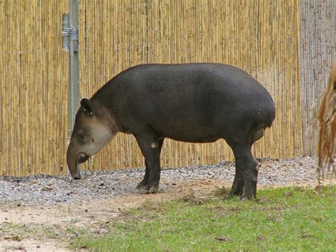 The Online Zoo - Baird's Tapir