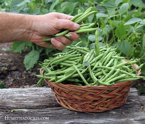 How To Grow Green Bush Beans For A Successful Harvest - Homestead Acres