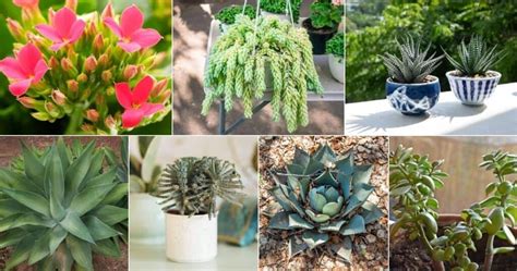 7 Succulents for Beginners - Sublime Succulents