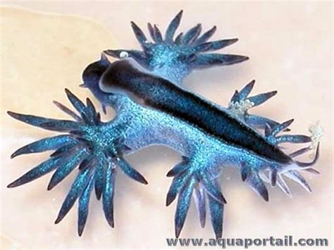 Glaucus marginatus - Alchetron, The Free Social Encyclopedia