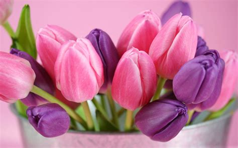 wallpapers: Purple Tulips Flowers Wallpapers