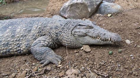 New Crocodile Species Identified With Help of Skulls in Field Museum’s Basement | Chicago News ...