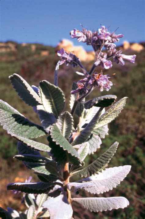 Chaparral and Riparian Plants | Plants, Outdoor inspirations, Chaparral