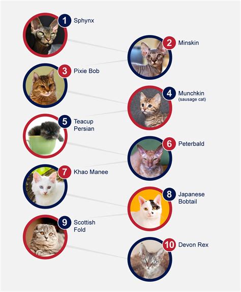 Unusual Breeds Of Cats - PetlifeSA