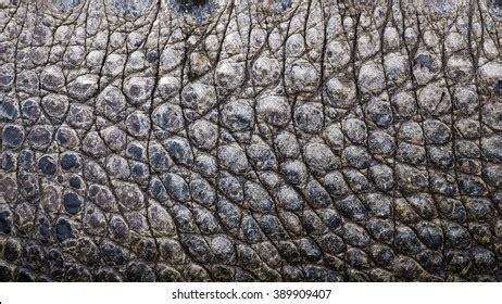 Close Texture Alligator Skin Stock Photo 389909407 | Shutterstock