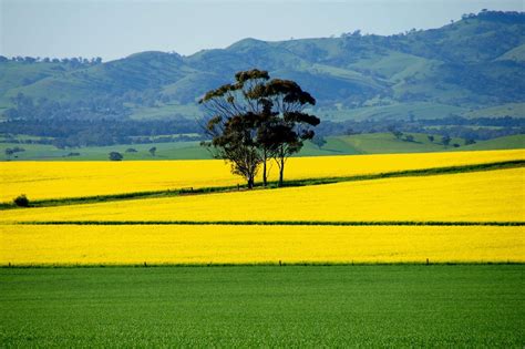 Yellow Canola Field Wallpapers - Wallpaper Cave