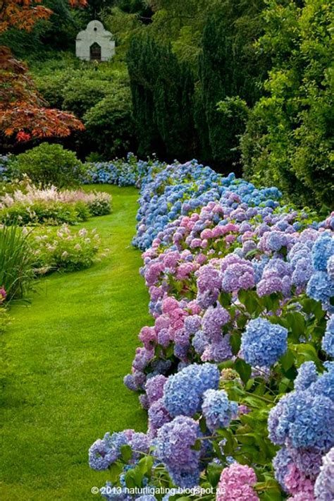 16 ideas de jardines de hortensias de ensueño