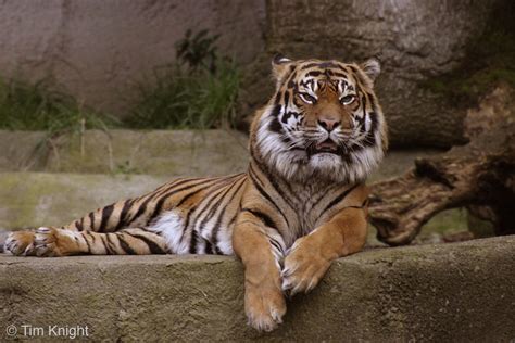 FLORA AND FAUNA INDONESIA: Sumatran Tiger