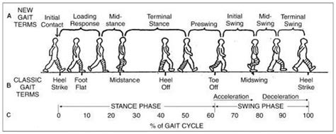 Normal Gait Cycle | Bone and Spine