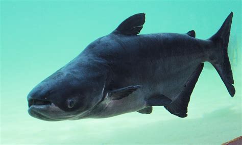 CRITICALLY ENDANGERED MEKONG GIANT CATFISH SPLASHES INTO RIVER SAFARI – Wildlife Press