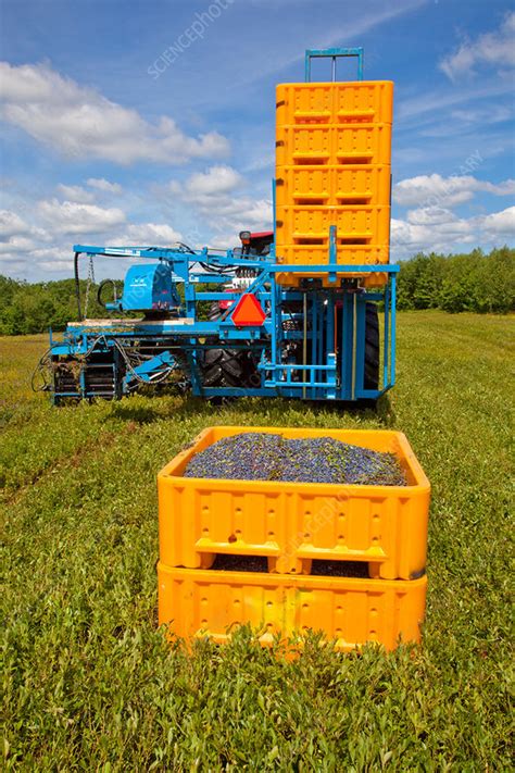 Blueberry Harvesting - Stock Image - C027/2992 - Science Photo Library