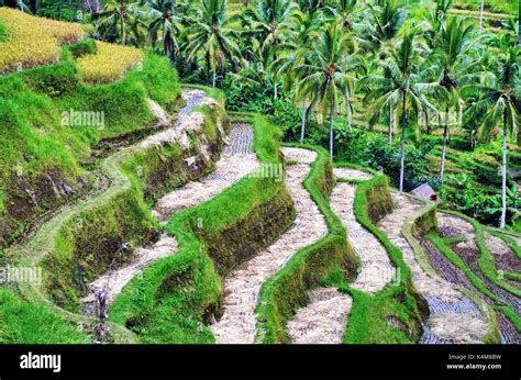 Rice terraces of Ubud, Bali, Indonesia Stock Photo - Alamy