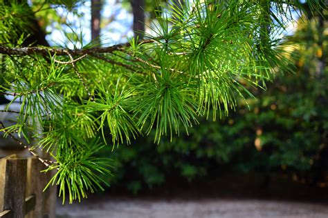 Umbrella Pine: 7 Tips for Growing an Umbrella Pine Tree - 2022 ...