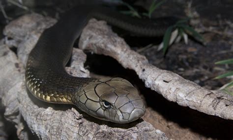 King cobra | Smithsonian's National Zoo