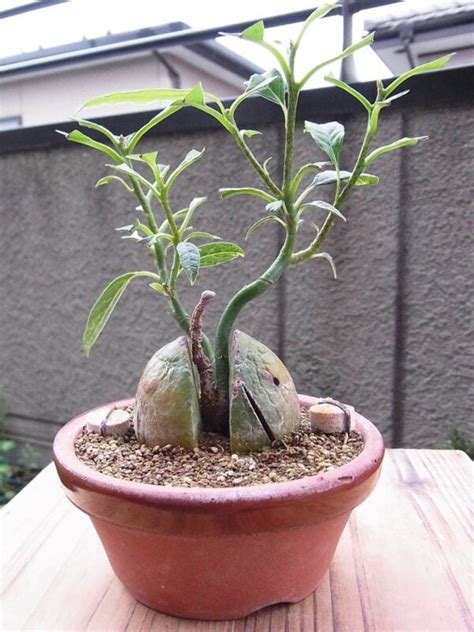 Avocado Bonsai Tree