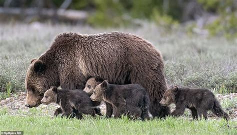 Newborn Grizzly Bear Cubs