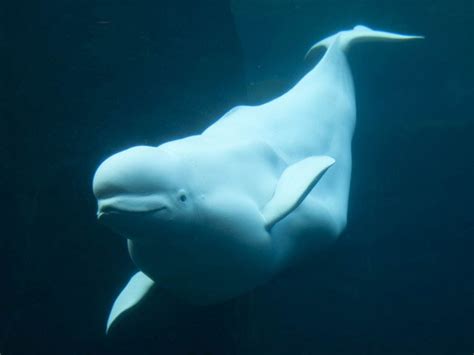 Arctic Beluga Whale