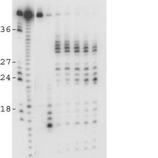 RNase H protection assay with a DNA primer with the 3 end recessed 9... | Download Scientific ...