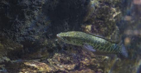 Northern Snakehead · Tennessee Aquarium